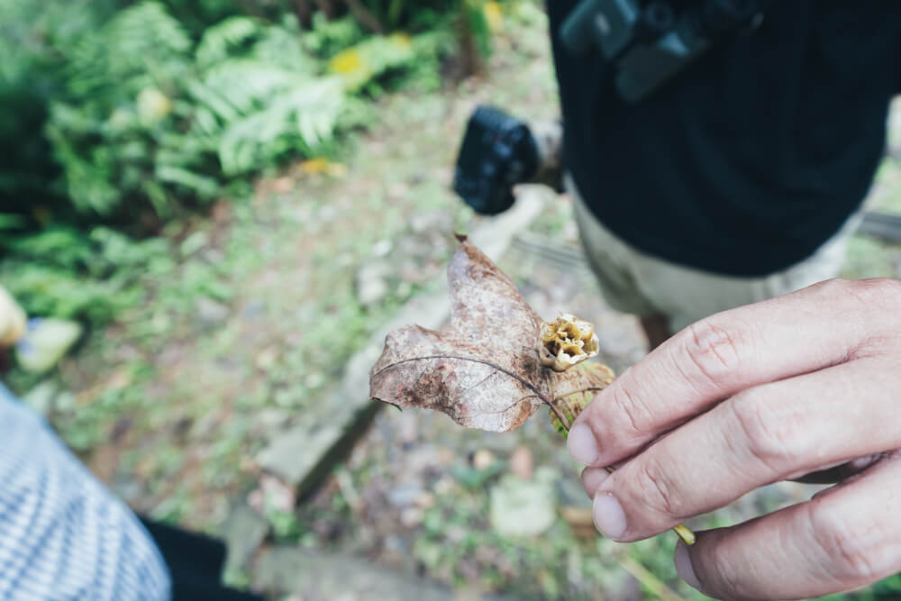 擁有動物眼睛的白欽源在採訪途中觀察到長腳蜂的窩就在腳邊